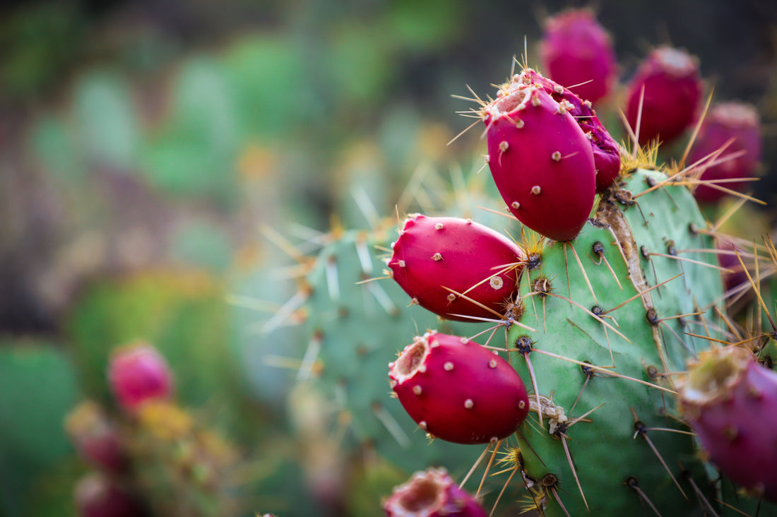 prickly pear cactus water