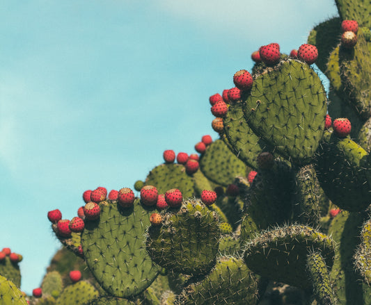 Hydrate Your Skin Naturally with Prickly Pear: The Ultimate Guide