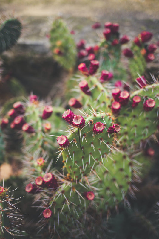 The antioxidant power of cactus water from prickly pears